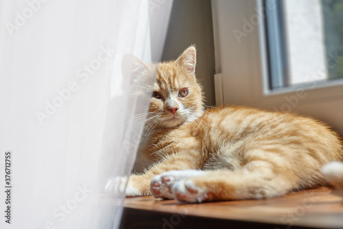 British ginger cat on the window © Robert Wołkaniec