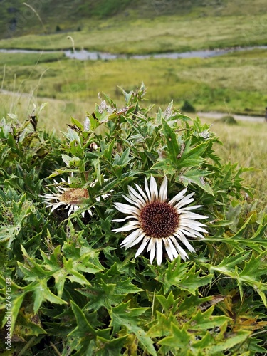 Wild flowers in the mountains. Carlina acaulis, the stemless carline thistle, dwarf carline thistle, or silver thistle, is a perennial dicotyledonous flowering plant in the family Asteraceae.