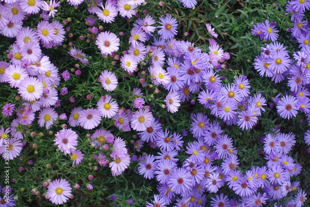 Light pink and violet flowers of Michaelmas daisies in October Light pink and violet flowers of Michaelmas daisies in October