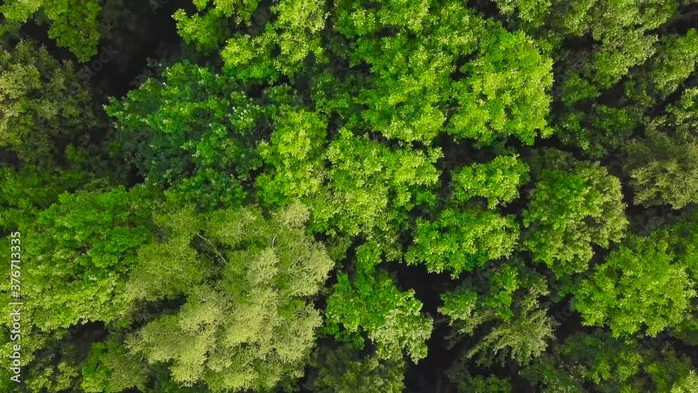 Bird's-eye view of the forest on the morning of the flight. The drone filmed a flight over the European foliage of deciduous trees in the summer. The majestic backdrop of nature. The camera is pointin Bird's-eye view of the forest on the morning of the flight. The drone filmed a flight over the European foliage of deciduous trees in the summer. The majestic backdrop of nature. The camera is pointin