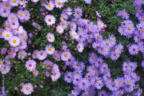Light pink and violet flowers of Michaelmas daisies in October