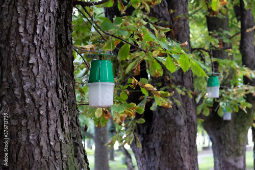 insect trap on the tree photo