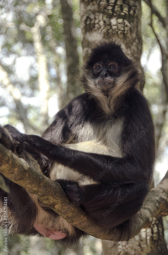Monkey at a national park in South Africa