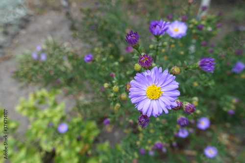 Fototapeta Naklejka Na Ścianę i Meble -  Buds and violet flower of Michaelmas daisy in September
