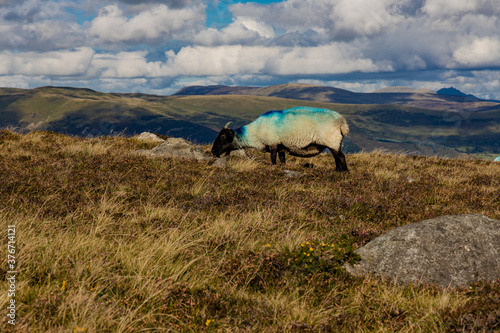 Hill sheep on Slieve Foye  Cooley mountains  Carlingford  County Louth  Ireland