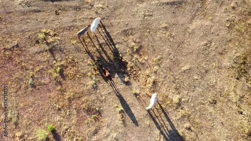 Horses seen from above in the mountain, zenithal plane