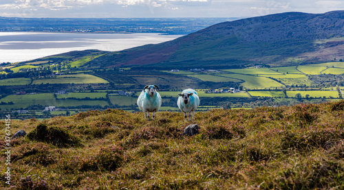 Hill sheep on Slieve Foye, Cooley mountains, Carlingford, County Louth, Ireland photo