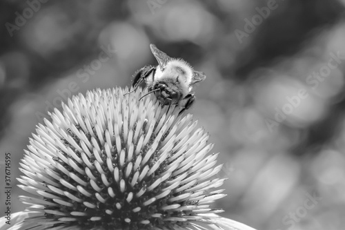 Macro black and white pictures of bees