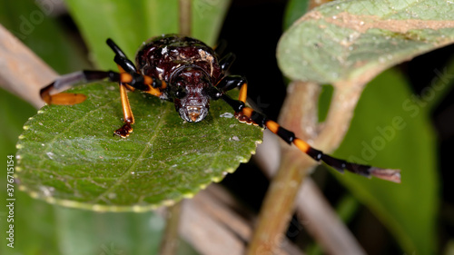 Typical Longhorn Beetle of the species Trachyderes succinctus photo