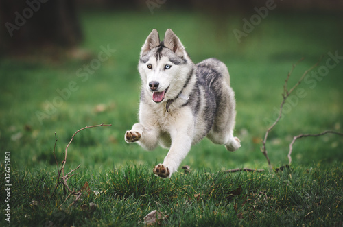 siberian husky dog