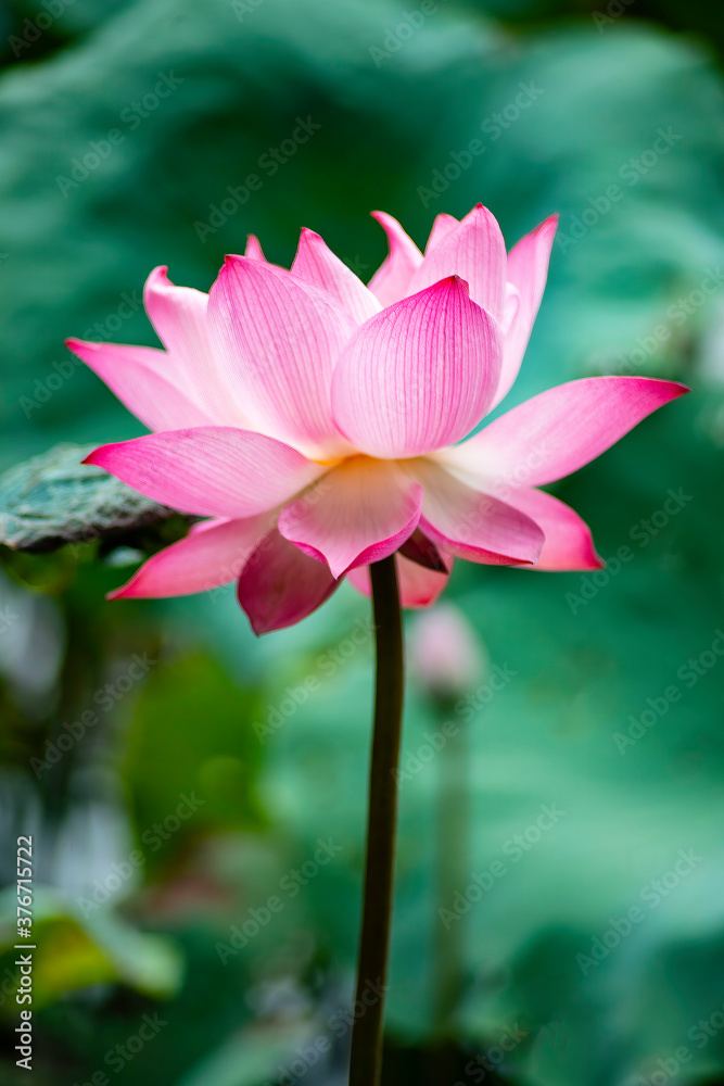 Beautiful pink lotus flower in blooming Beautiful pink lotus flower in blooming