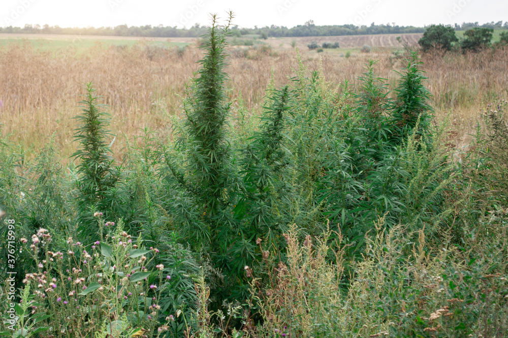 large bushes of hemp grow in the field against the background of burnt grass. narcotic plants large bushes of hemp grow in the field against the background of burnt grass. narcotic plants