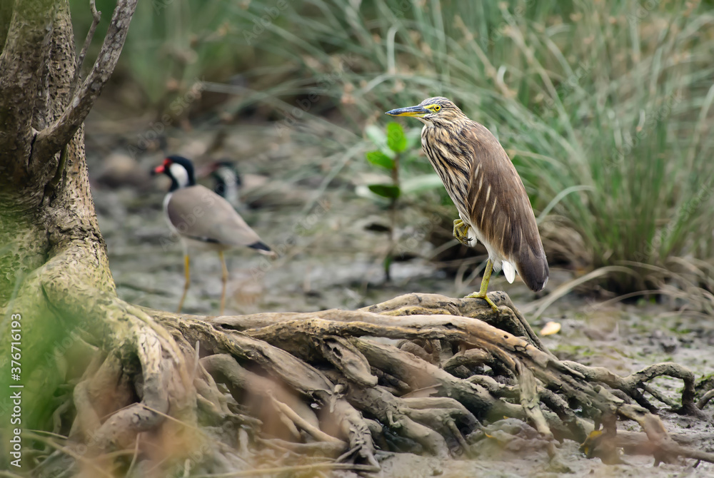 Naklejka premium Indian Pond-heron - Ardeola grayii, beautiful brown and white heron from Asian fresh waters and wetlands, Sri Lanka.