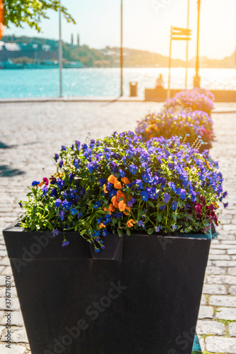 Street flower bed with purple flowers on the Stockholm embankment. photo