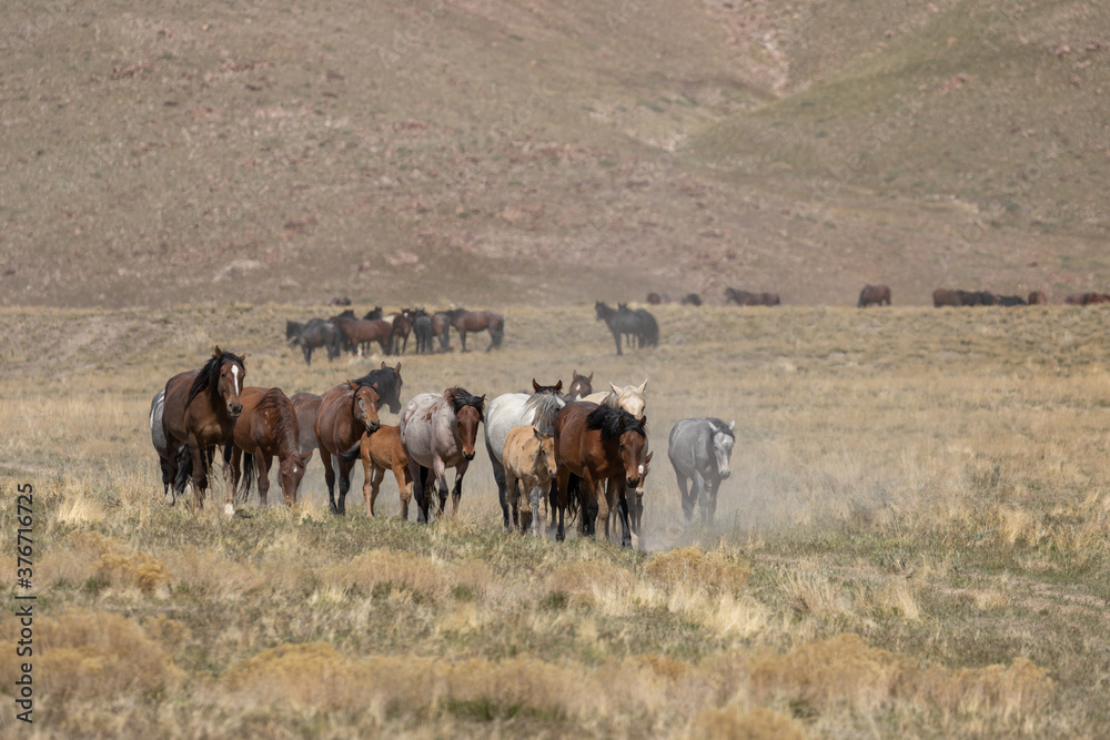 Herd of Wild Horses in the Utah Desert