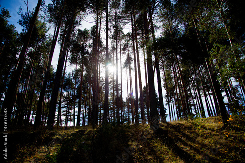 Tableau sur toile Bosque de pinos altos con sol de fondo y luz entre árboles