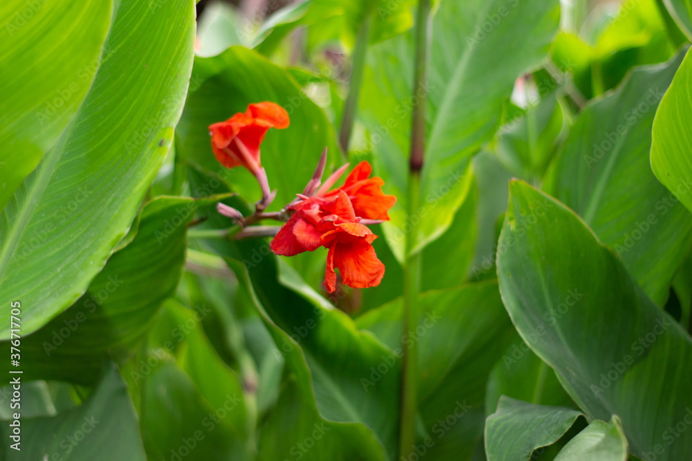 Flor roja parque maria luisa de Sevilla jardin plantas verdes turismo