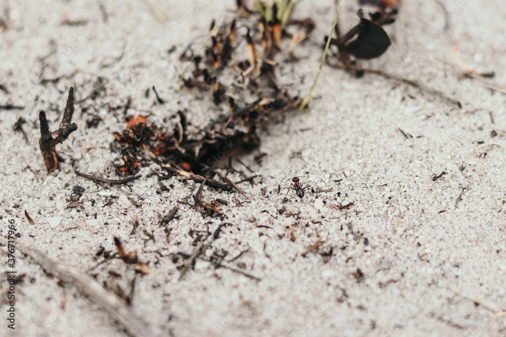 ant on the sand ant on the sand