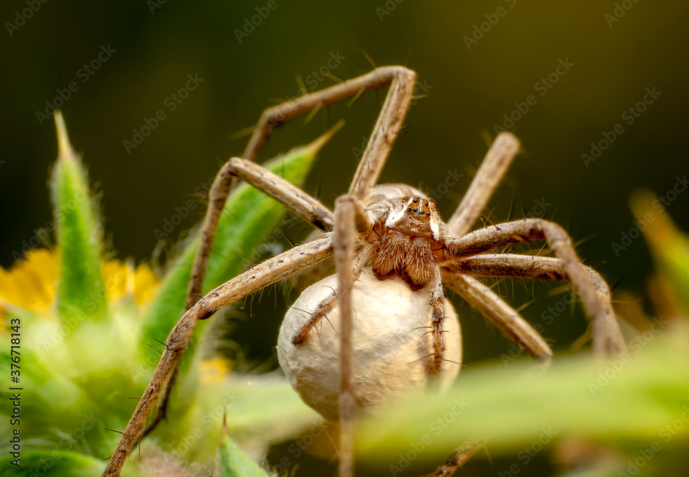 Close up Spider's nest, Cobweb spider. They started making silk to protect their bodies and their eggs. Close up Spider's nest, Cobweb spider. They started making silk to protect their bodies and their eggs.