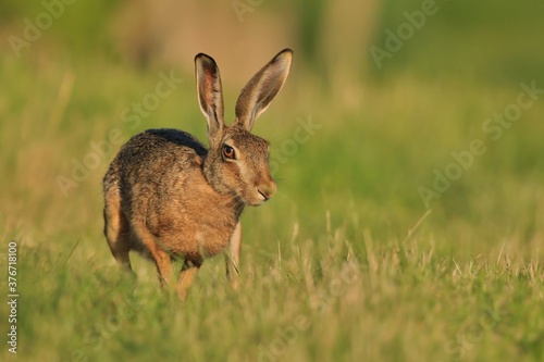 hare sitting in the grass. Wildlife scene from nature. Lepus europaeus. © Monikasurzin