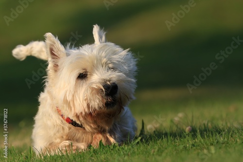 Westie. West Highland White terrier lying on the grass. Portrait of a white dog. © Monikasurzin