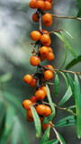Ripe sea buckthorn berry on a branch on a blurred background