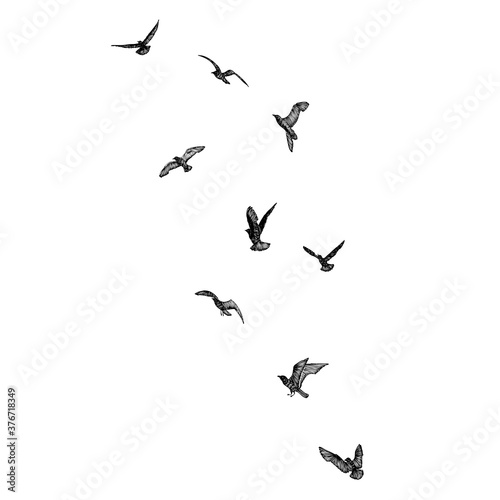 Set of black hand drawn strokes birds seagulls, flock. Drawing sketch of sea birds. On white background. Inspirational body or flesh ink tattoo design. Vector.