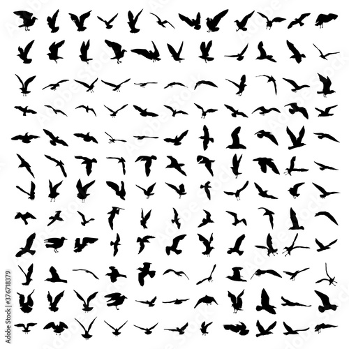 Silhouette set of flying seagulls birds on white background. Inspirational body or flesh ink tattoo design of sea birds. Vector.