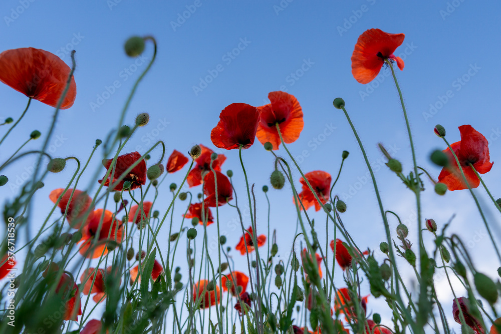Fototapeta premium Flowers Red poppies blossom on wild field. Beautiful field red poppies with selective focus. Red poppies in soft light.