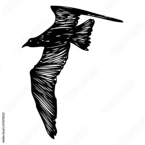 Seagulls bird, nautical sailor tattoo sketch. Black stroke of flying sea gull silhouette on white background. Marine drawings shape of water bird in vector.