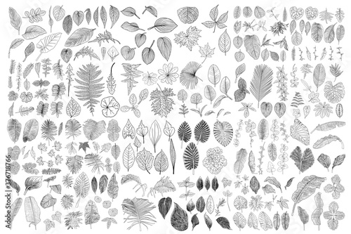 Tropical leaves collection. Isolated fern elements on white background. Set of jungle forest and domestic home leaf, exotic eucalyptus foliage, natural real live palm leaves, herbs drawing. Vector.