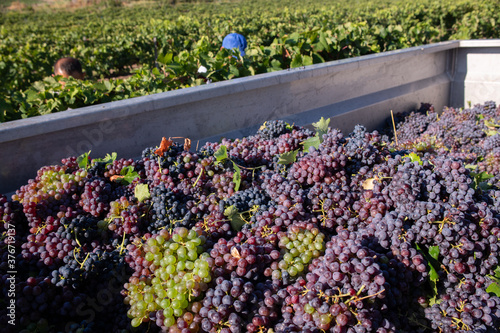 Grape harvest for wine production in Corsica, France