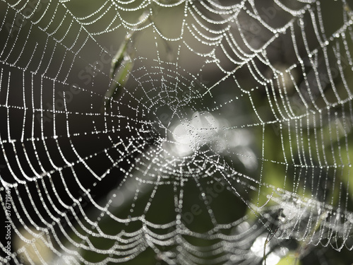 Photo of a spider web covered with dew drops