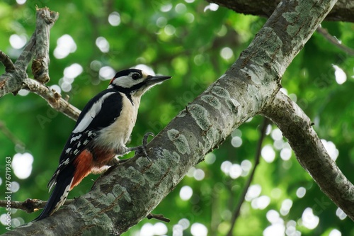 Buntspecht (Dendrocopos major )