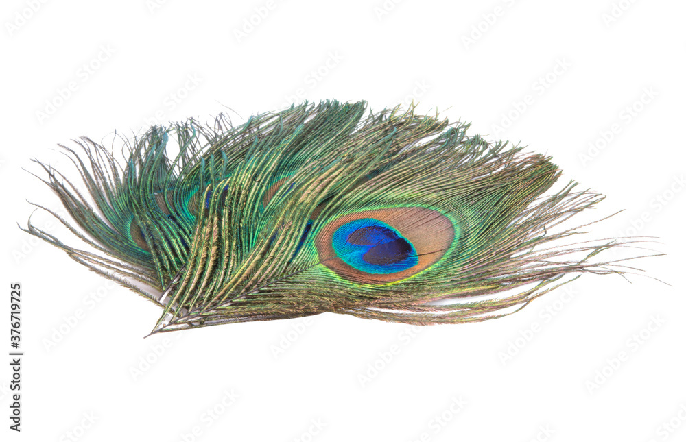 Fototapeta premium Elegant colorful peacock bird feather isolated on the white