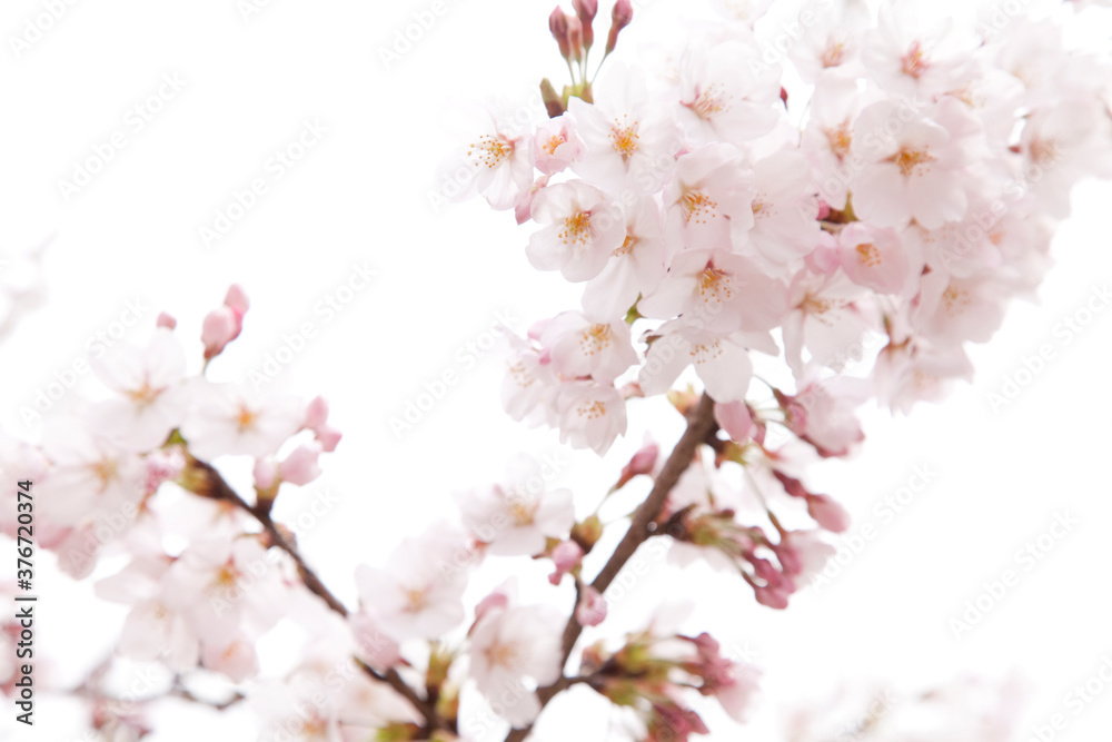 桜の花 桜の花