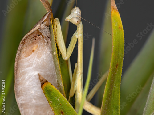 Brazilian Mantid of the Genus Oxyopsis photo