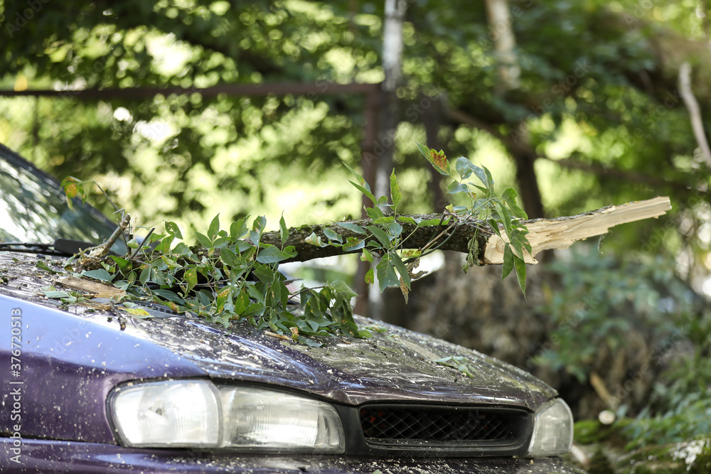 custom made wallpaper toronto digitalA tree fell on the car due to strong wind. Broken vehicle after the storm.	