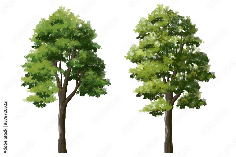 Set of watercolor tree side view for landscape and architecture elements 