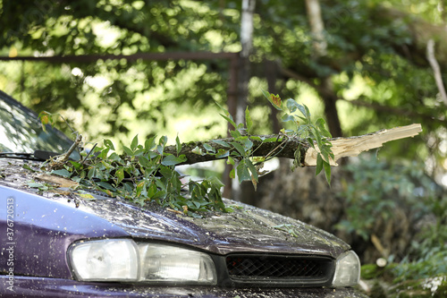 Wallpaper Mural A tree fell on the car due to strong wind. Broken vehicle after the storm.	 Torontodigital.ca