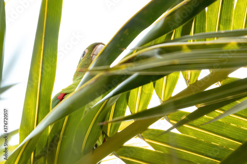 White-eyed Parakeet of the species Psittacara leucophthalmus photo