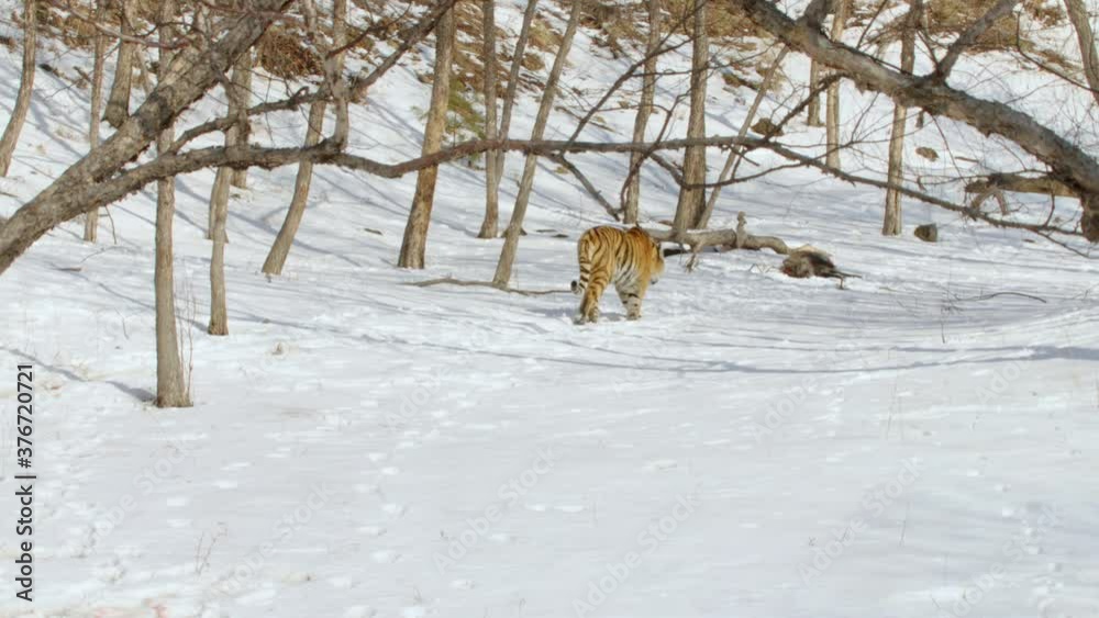 Siberian tiger walking in snow covered forest Siberian tiger walking in snow covered forest