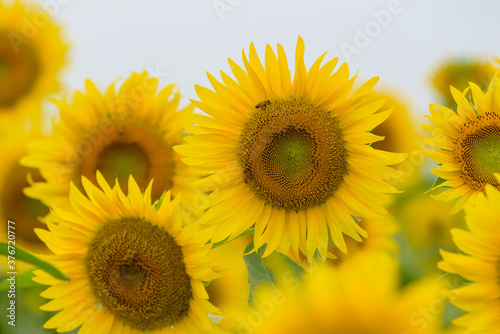 Sunflower blossom close up and honey bees