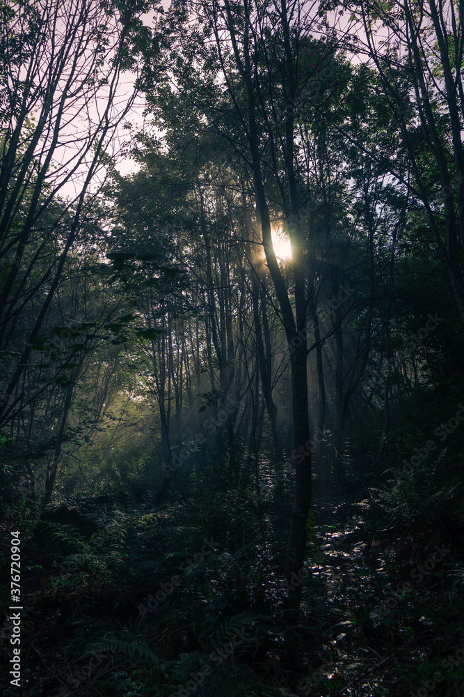 Wald Morgenlicht Nebel Dunst Wald Morgenlicht Nebel Dunst