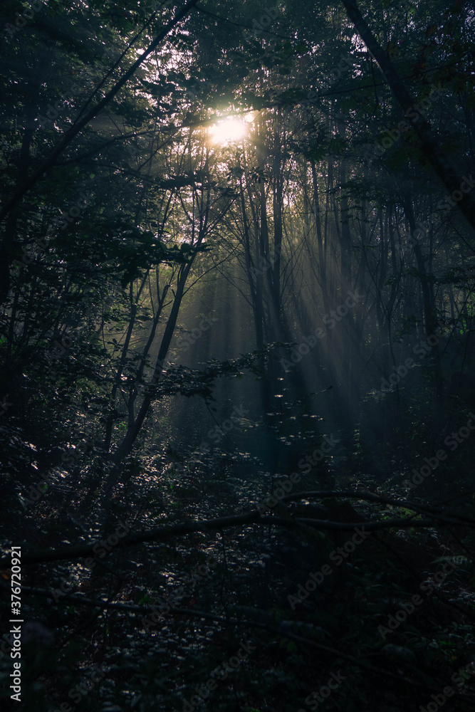 Fototapeta premium Wald Dunst