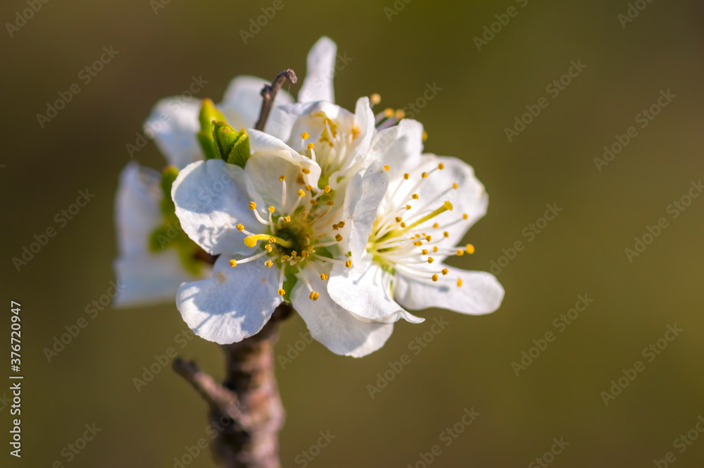 Obraz premium a Branch with white cherry blossom buds