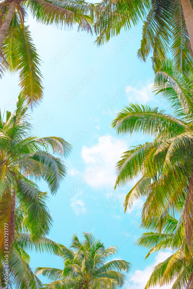 Blue sky framed by palm leaves. Travel and tourism to tropical countries. Rest in Asia. Blue sky framed by palm leaves. Travel and tourism to tropical countries. Rest in Asia.