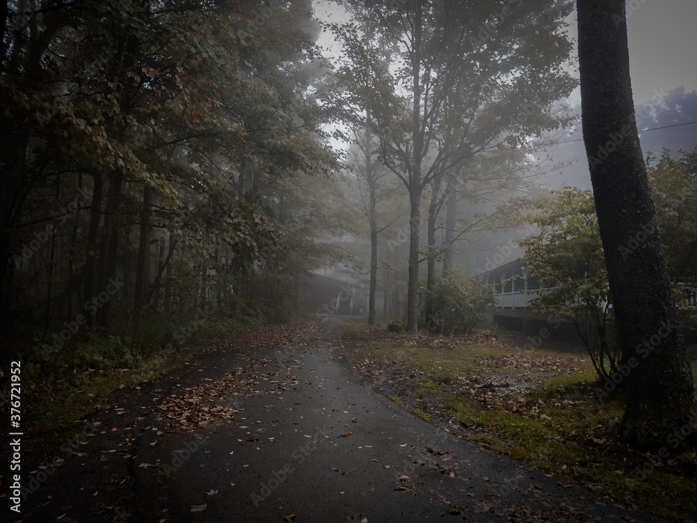 Fototapeta premium morning in the forest