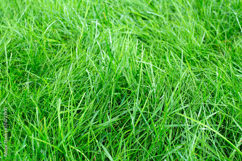 green grass carpet with dew drops