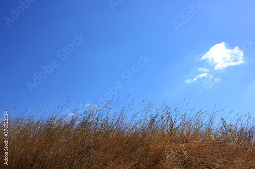 Yellow dried grass and bright blue sky with white clouds. Natural background with copy space